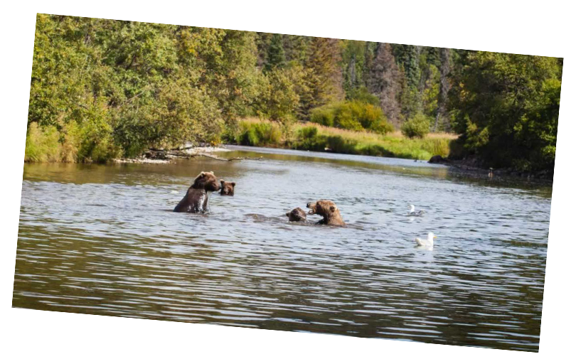 alaska bear family