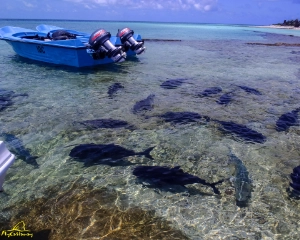 Seychelles